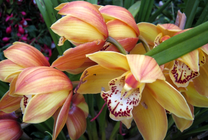 Orquídea Sapatinho ou queixuda (Paphiopedilum)