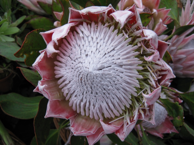 Protea cynaroides - PROTEA-REI (King Protea)
